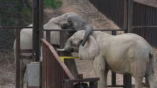 The Elephant Sanctuary | Artie and Edie Meet