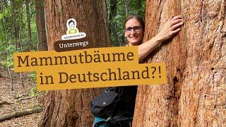 Mammutbäume in Deutschland! 150 Jahre alte Baum-Kinder namens David und Goliath in Kölpin