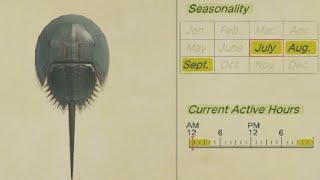 How To Catch Horseshoe Crab In Animal Crossing New Horizons -  And Turn In Dialog