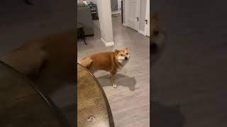 Shiba Inu Funny Dance