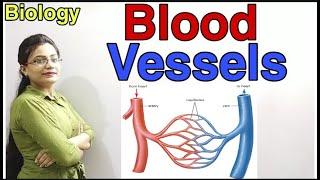 DG Pathshala|| Blood Vessels|| Difference Between Arteries and Veins|| Class-10 ICSE/CBSE Biology