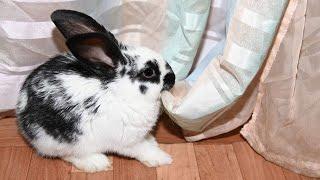 Why Your Pet Rabbit Chews Everything + How to Stop It