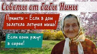 Баба Нина - Приметы - Если в дом залетела летучая мышь! Если кони ржут в сарае!