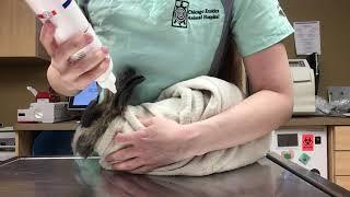 How to clean your rabbit's ears