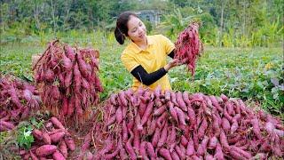 How to harvest red sweet potatoes Sweet potato processing | Minh Daily Harvesting