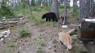 Баженов объяснил, почему домашний кот отпугнул медведя в Якутии. Кот Василий отпугнул медведя.