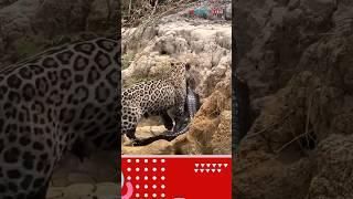 #animals #jaguar #cheetah #leopard #jaguarsetia #zoo #lioncubs #jaguarindonesia #lioncub