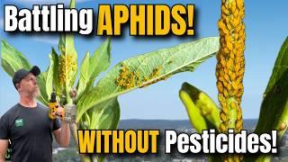 How to Get Rid of APHIDS - 4 NATURAL and ORGANIC Strategies!