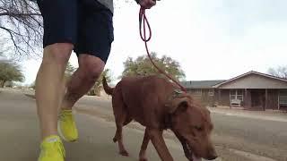 Lexi learns loose leash heel with Aaron of Integrity K9 Trainers
