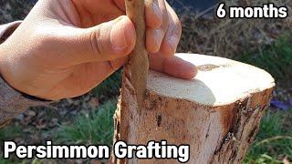 땡감나무에 대봉감 접목ㅣHow to graft persimmon