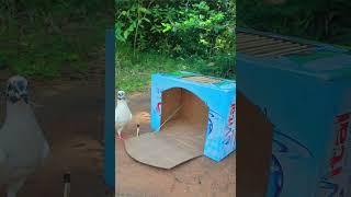 Make simple wild chicken traps and bird traps