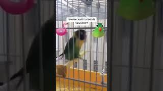 Armenian bird dancing must watch funny video Christmas special