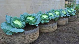 [Home Gardening] Are You Wasting Money on Cabbage? Learn How to Grow It in Just 5 Minutes!