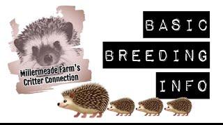 Basic Hedgehog Breeding Info