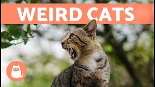 Weird Cats Compilation  Weird Cat Behavior Explained