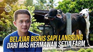 DAGING SEMUA!! Ulasan Strategi Bisnis Sapi bersama BERKAH SETIA FARM PURWOREJO