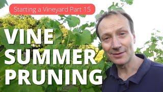 Starting a Vineyard Part 15 - Summer Prunning