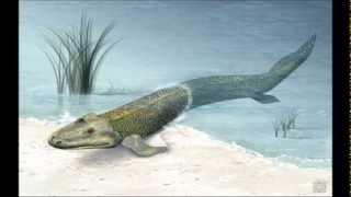 Tiktaalik roseae - An essay on Creationism