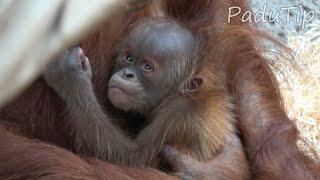 Baby Orangutan - first month of life