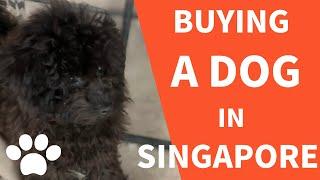 【Singapore】【Dog】 Your kids want a puppy? Looking for a dog to buy? Check out cute doggies here!