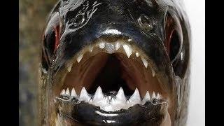 The Difference between Piranha and Pacu fish