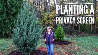 Planting a Privacy Screen // Gardening with Creekside