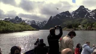 Sea Eagle Safari in Norway