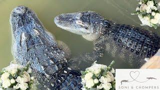 I'm Throwing My Alligators A $100,000 Wedding!