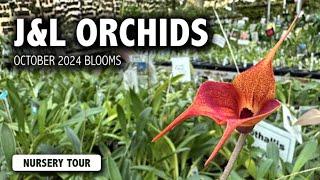 J&L Orchids Nursery Tour In October | Miniature Orchids and Rare Species in Bloom