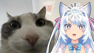 Cats with zero brain activity | Milky Mew reacts to cat memes