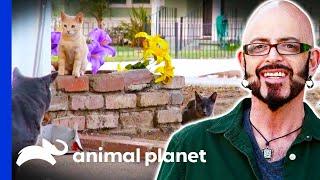Jackson Helps A Neighbourhood With Their Feral Cat Problem | My Cat From Hell