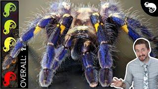 Gooty Sapphire Ornamental Tarantula, The Best Pet Spider?