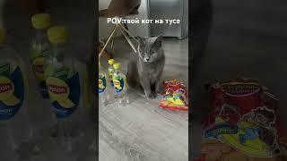 POV:твой кот на тусе