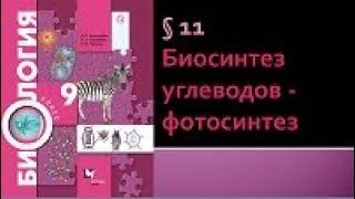 Биология 9 класс. Биосинтез углеводов - фотосинтез