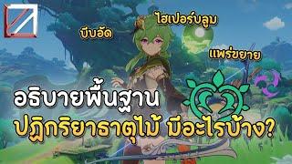 อธิบายพื้นฐาน ปฏิกริยาธาตุไม้ มีอะไรบ้าง? บีบอัด แพร่ขยาย และอื่นๆ | Genshin Impact Lakoi Play