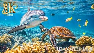 12 HOURS of 8K Underwater Wonders - Sea Animals With Relaxing Music - Rare & Colorful Sea Life Video