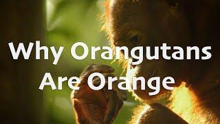 Today I Learned | Why Orangutans Are Orange