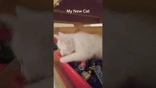 My New Cat