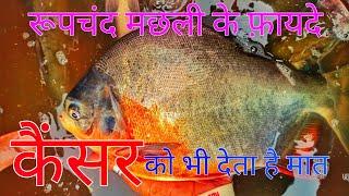 रूपचंद मछली खाने के फायदे ||Roopchand Fish Benefits For Human ||Red Bellied Piranha Fish Benefits