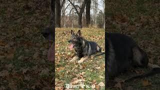 Зонарная немецкая овчарка. Grey shepherd dog. #dog #dogs #shepherd #shepherddog #germanshepherd