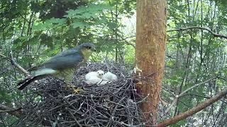 Самец ястреба-перепелятника принёс в гнездо добычу ( Accipiter nisus )