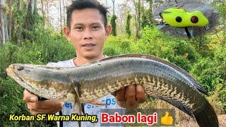 GABUS JUMBO LANDED PAKAI SOFT FROG WARNA KUNING ||ULTRALIGHT CASTING