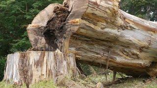 Big stump removal - stump grinding by Chris