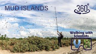 Mud Islands | VR 360 | A Wildlife Haven of Port Phillip – Walking with Scientists