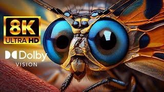 8K HDR 60 FPS INSECTS Eating, Getting Eaten and Chilling | Dolby Vision Calming Music Macro CLOSE UP