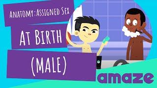 Anatomy: Assigned Sex At Birth (Male)