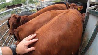 Weaning our Calves, With Mrs P  23 08 21