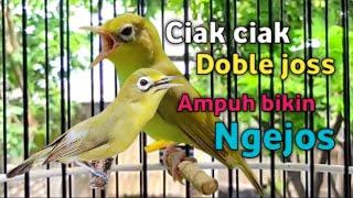 CIAK CIAK DOBLE JOSS KECIAL KUNING GACOR | AMPUH BIKIN KECIAL CEPAT NGEJOS