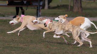 Three Whippets Full Speed Through The Park In Slow Motion