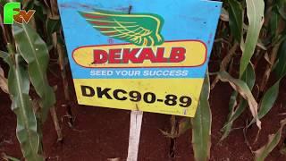 Monsanto Seeds- Dekalb